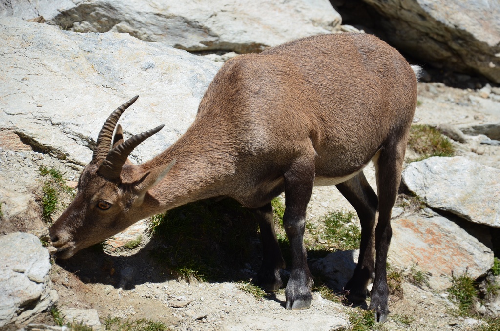 2017-07 Refuge d'Ambin/DSC_0120.JPG